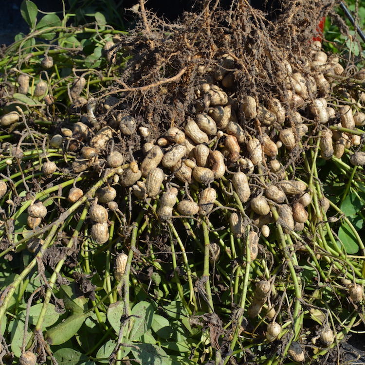 AMS seeks comments on proposed peanut assessment change